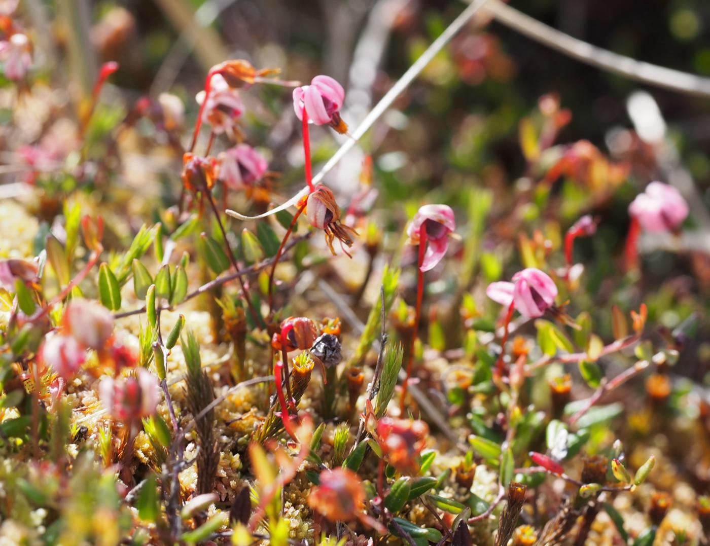 Cranberry, Small plant